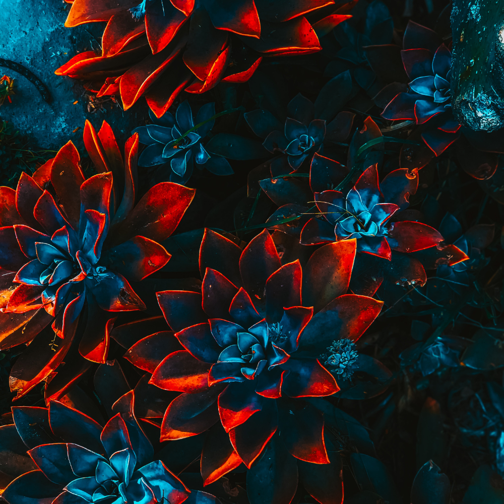 Home freelance artist floral 4